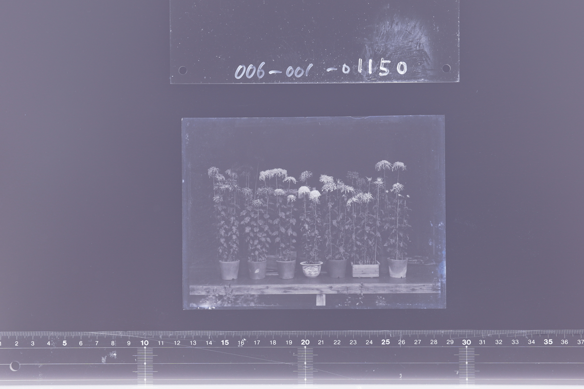 〔旧制山形高等学校関係写真〕ガラス乾板　資料写真　植物　植木鉢　菊